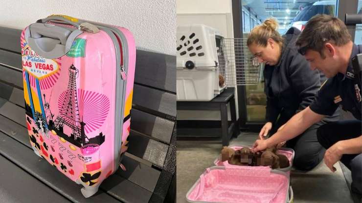sei cuccioli cane valigia rosa