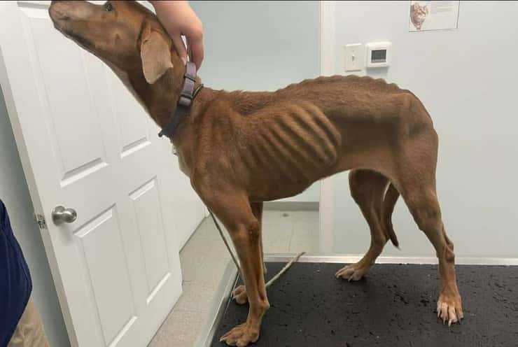 Ridotto ad uno scheletro la scioccante situazione del cane (Foto)