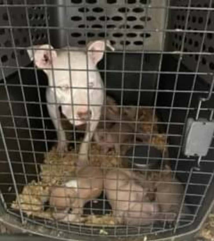 11 cani ridotti a pelle e ossa e usati per i combattimenti trovati in un furgone (Foto Facebook)