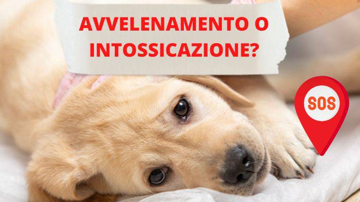 Avvelenamento o intossicazione del cane