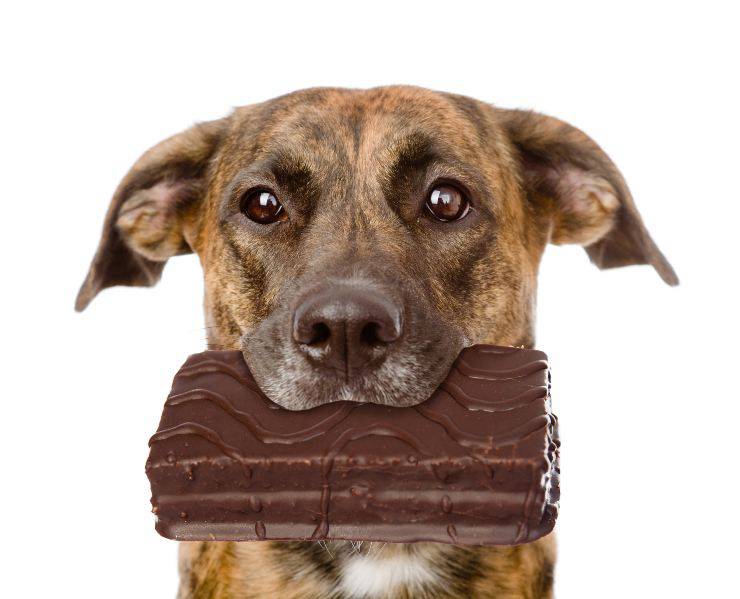 il cane ha mangiato la cioccolata