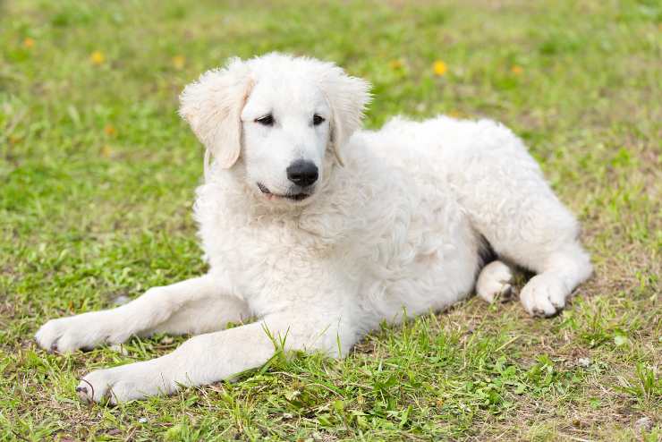 kuvasz