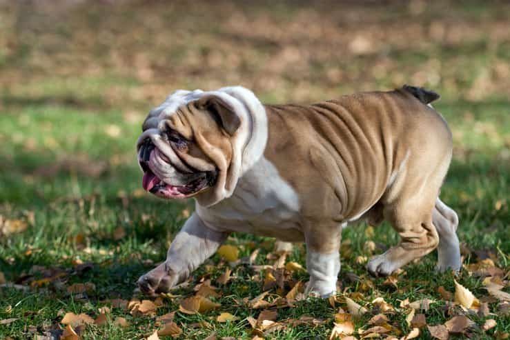 Cane troppo obeso : la crudeltà ha portato la coppia in tribunale