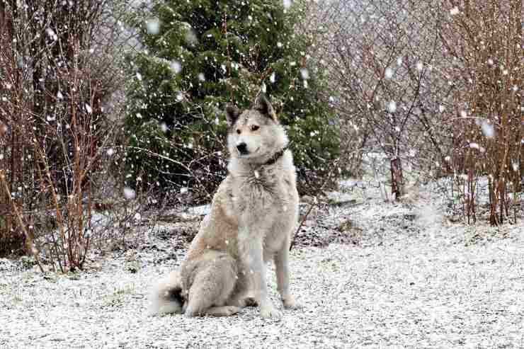 Laika della Siberia occidentale