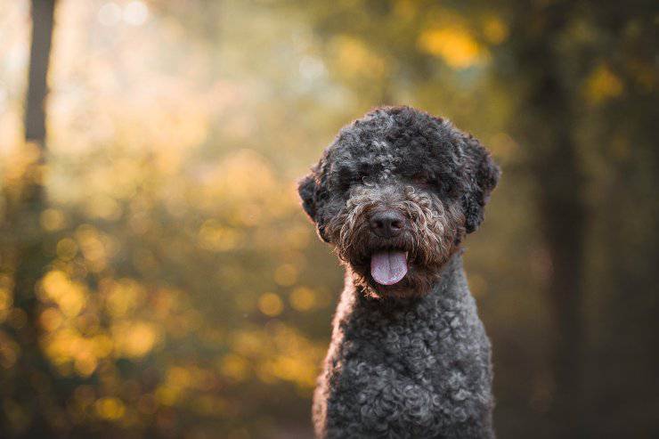 Lagotto romagnolo