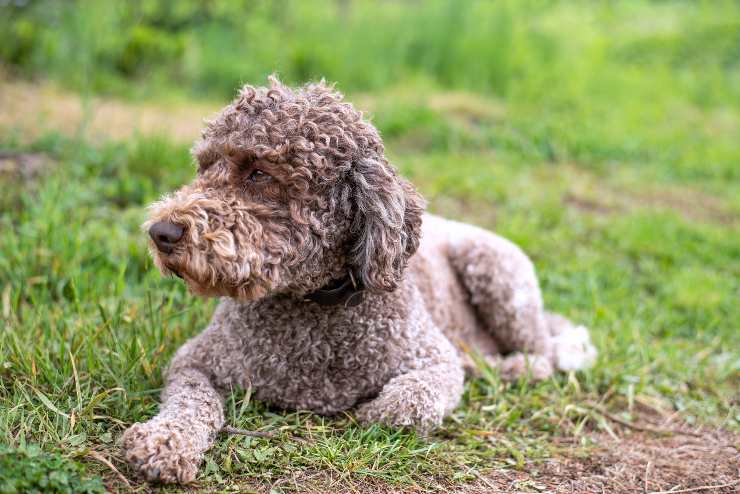 Lagotto romagnolo