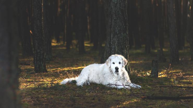 kuvasz