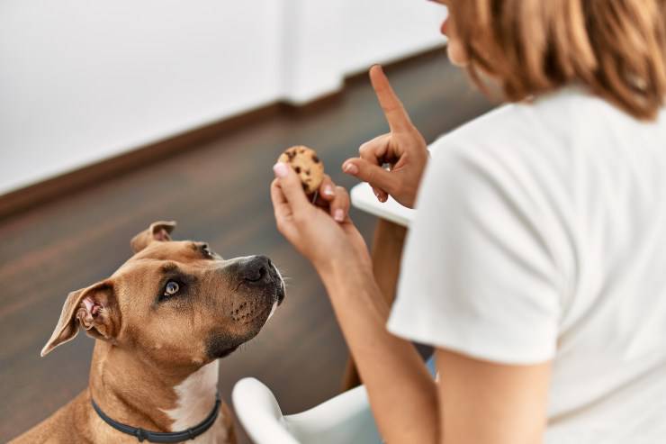 il cane ha mangiato la cioccolata