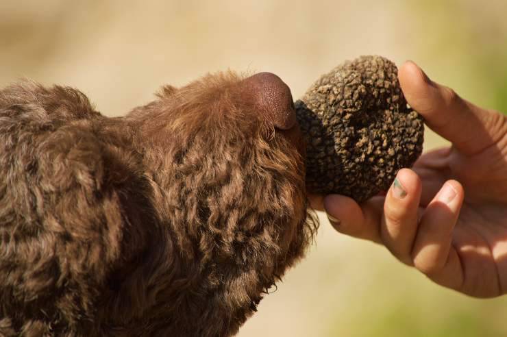 Lagotto romagnolo