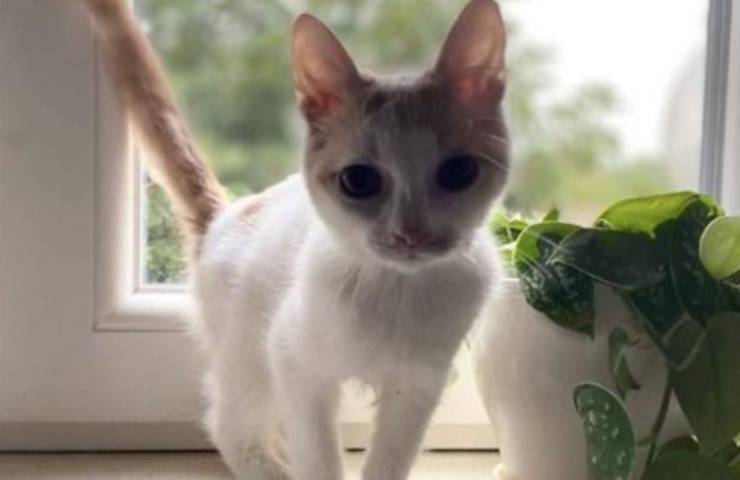 albino gatto abbandonato prematuro 