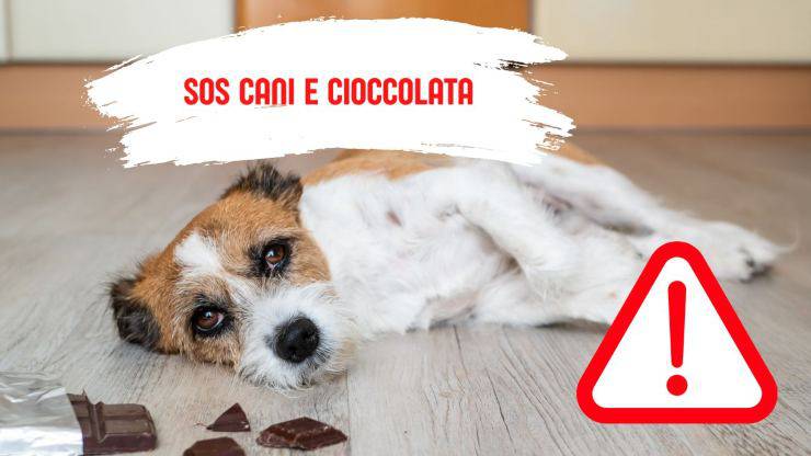 Il mio cane ha mangiato la cioccolata