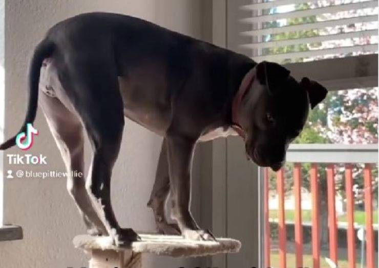 cane si arrampica in casa