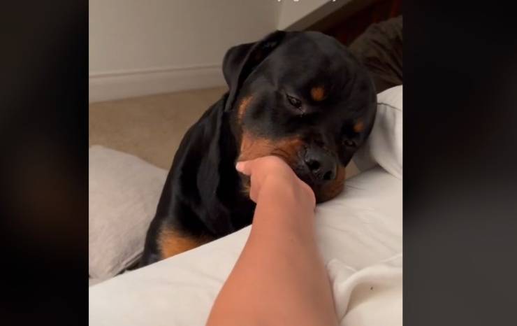 axel rottweiler triste