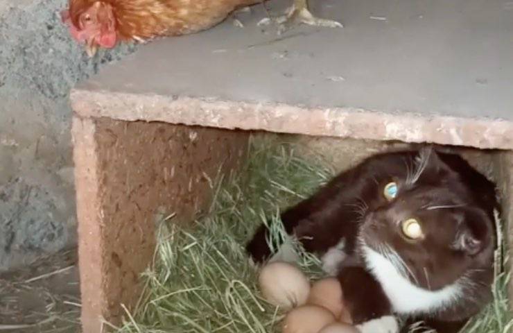 gatto bonya cova uova