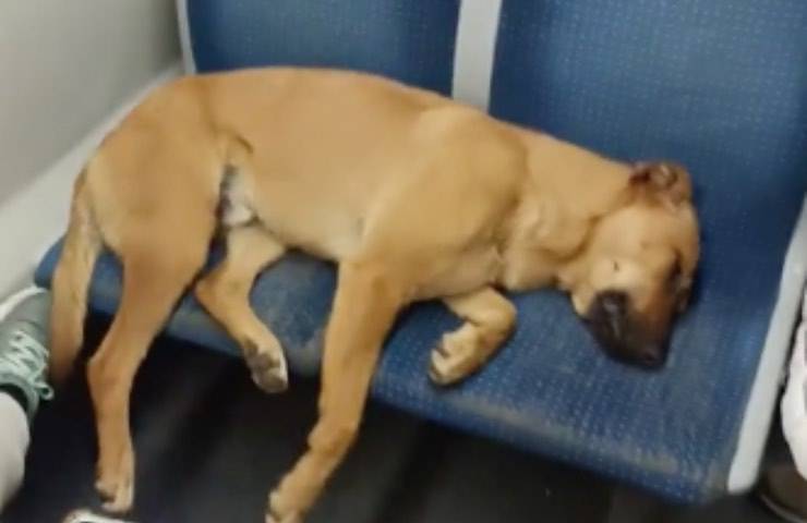 cane dorme treno reazione