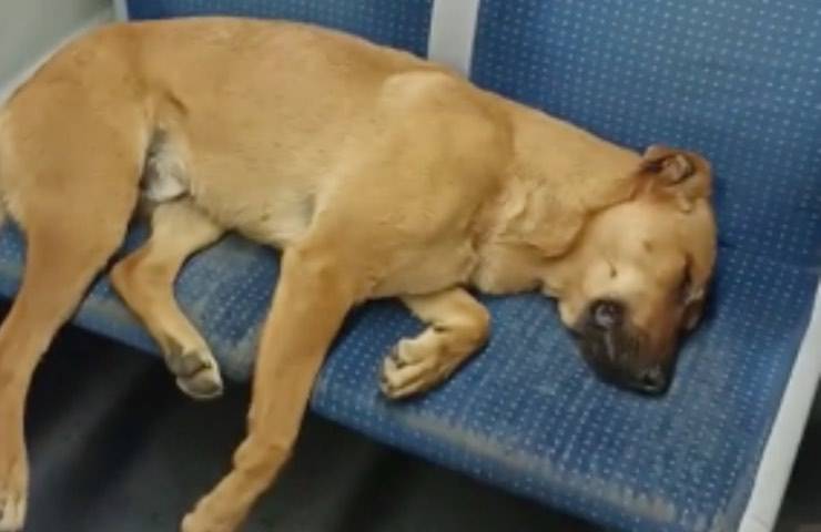 cane dorme treno reazione 