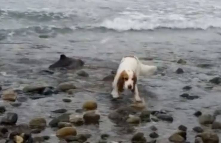 cane salva piccolo delfino 