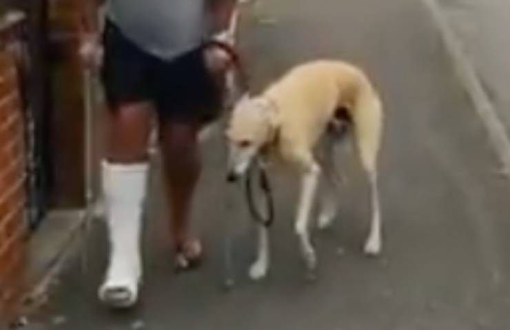 cane imita padrone infortunato