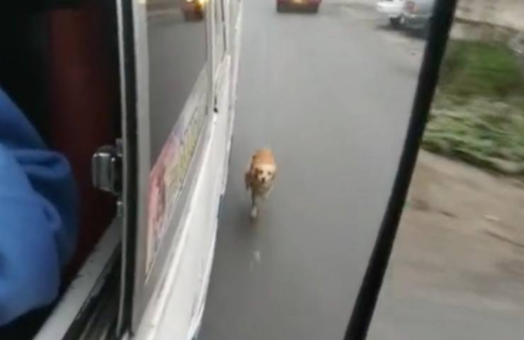cane rincorre autobus padroncina 