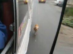 cane rincorre autobus padroncina