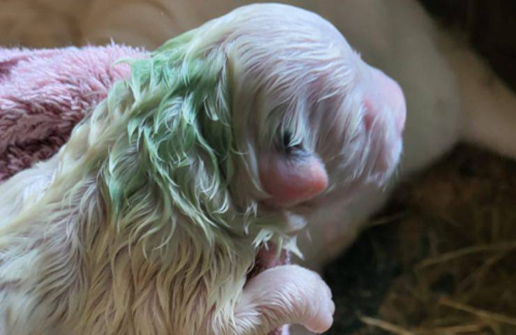 cucciolo cagnolino nasce verde
