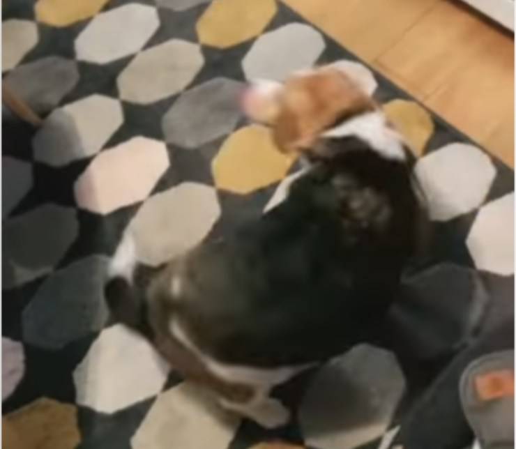 cucciolo Beagle girare comando