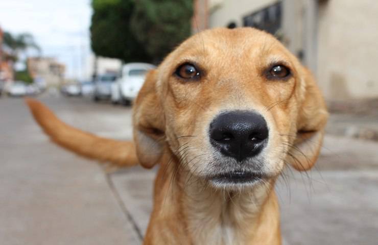 cani adozione agevolazioni tasse