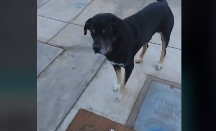 cane chiede aiuto a veterinario video