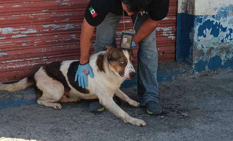 cane salvato da macello