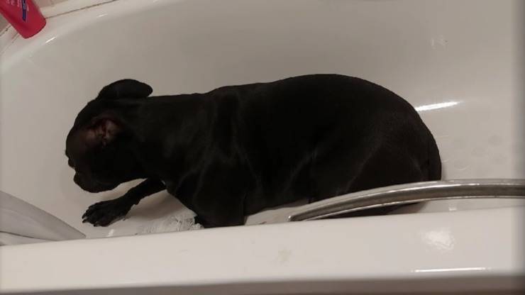 cane trema nella vasca