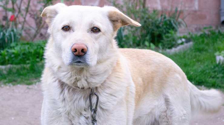 multa cane in cortile