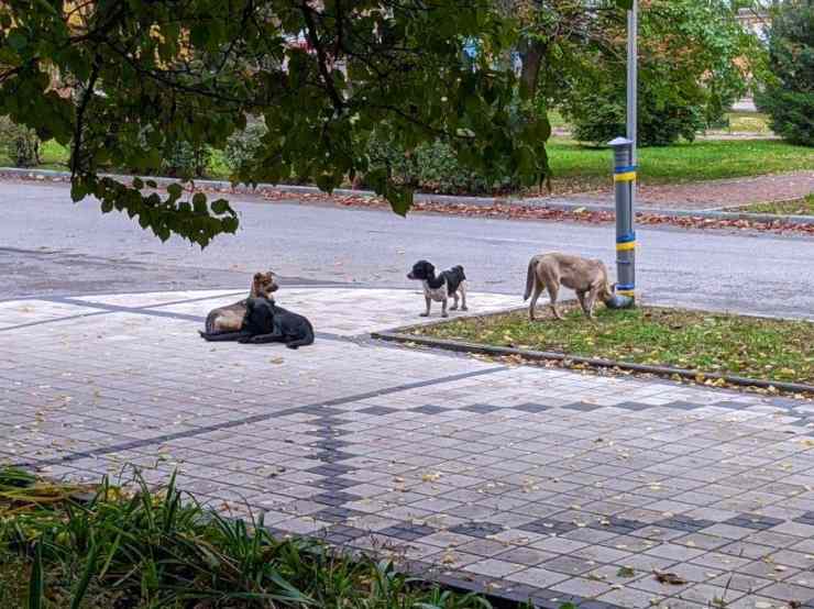 ucraina cani attesa
