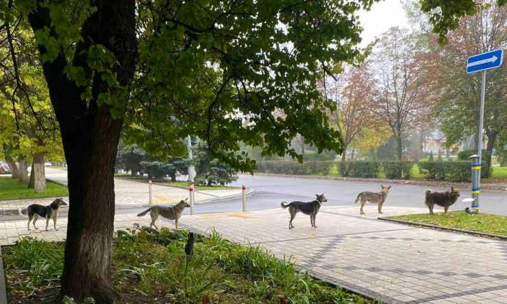 ucraina cani attesa