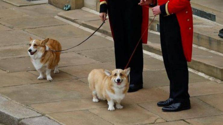 Corgi al funerale 