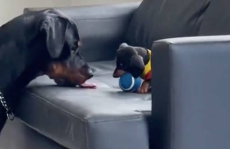 cane insegna piccolo giocare