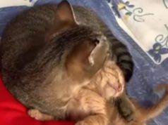 gatto bingo abbracciare