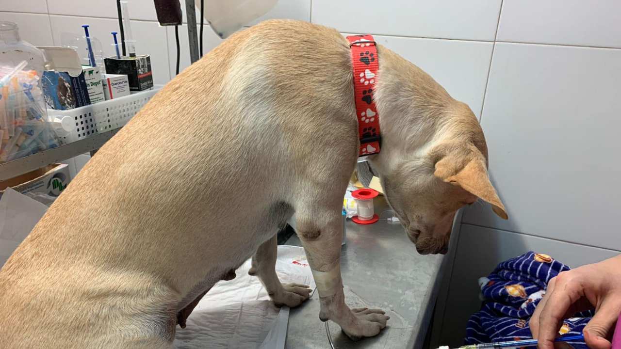 Cagnolina abbandonata non si sposta per giorni : La storia di Estrellita