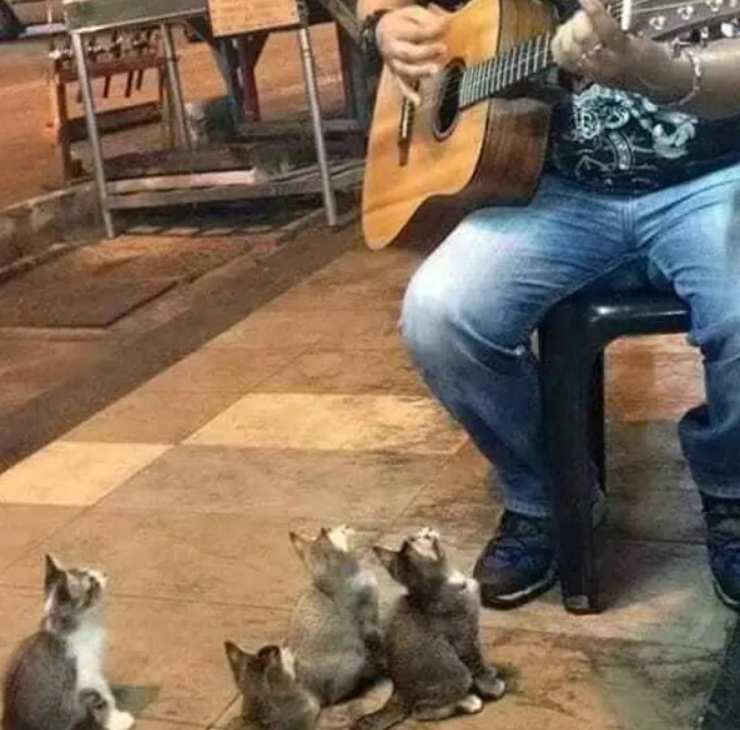 quattro gattini musicista strada