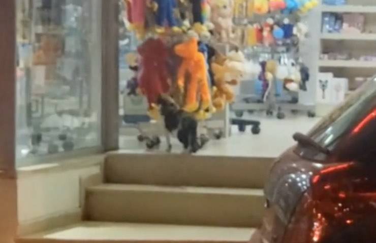 gatto negozio ruba scimmietta