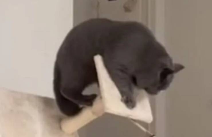 gattino grigio avventure cadute