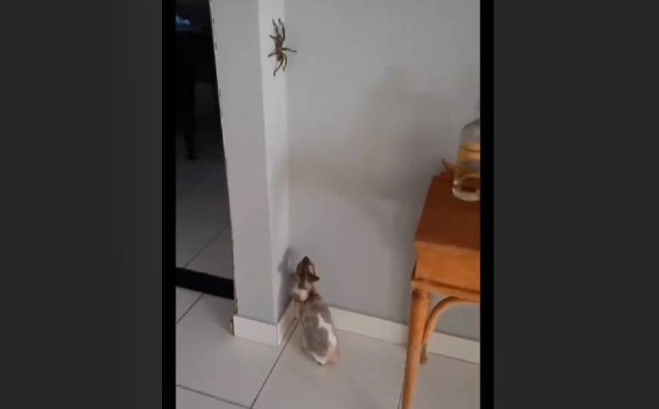ragno gigante in casa video