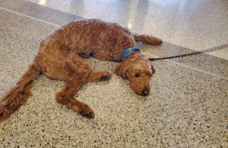 cagnolino Taz scuola sospeso