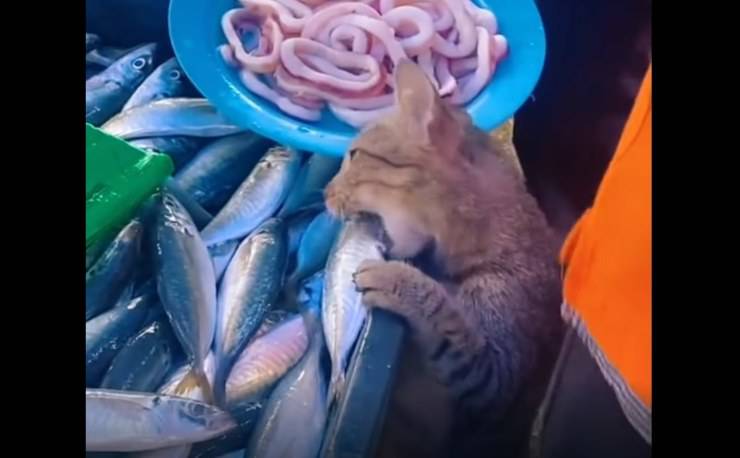 gatto ladro ruba pesce