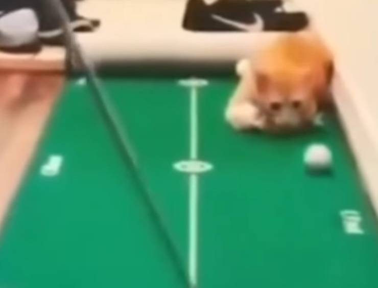 gato roba pelotas