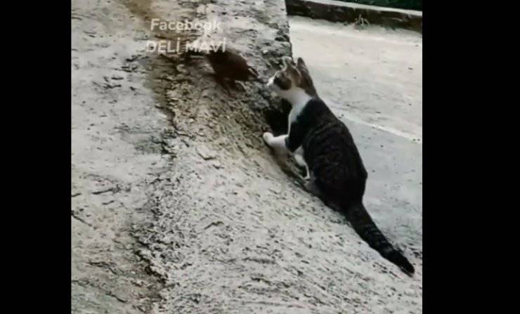 gatto uccello video