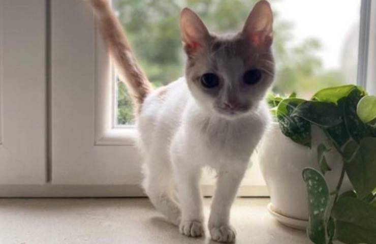 albino gatto abbandonato prematuro