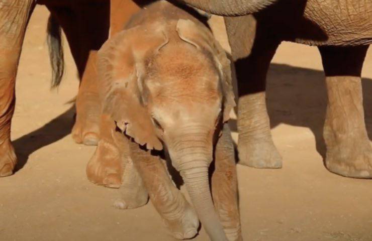 elefante piccolo salvano mamma