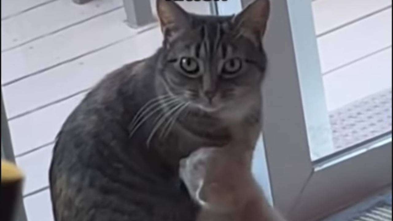 videos de amor de gatos