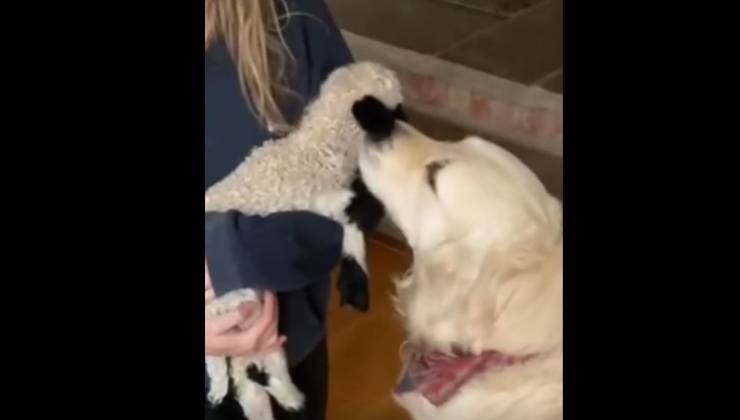 cane adotta agnello