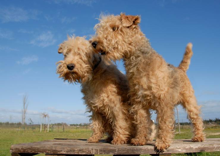 Lakeland Terrier che giocano